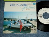 画像: VENUS ヴィーナス　-  君はマリンの風 KIMI WA MARINE NO KAZE  / 1980 JAPAN ORIGINAL White Label PROMO Used  7"Single