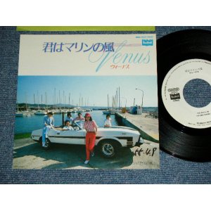 画像: VENUS ヴィーナス　-  君はマリンの風 KIMI WA MARINE NO KAZE  / 1980 JAPAN ORIGINAL White Label PROMO Used  7"Single