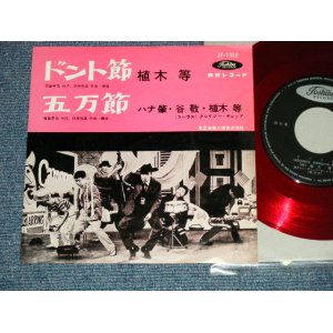 画像: 植木　等 ・谷啓・ハナ肇 HITOSHI UEKI / KEI TANI / HAJIME HANA  - ドント節：五万節 (Ex++/Ex+++) / 1960's  JAPAN ORIGINAL "RED WAX Vinyl"  Used 7"Single 