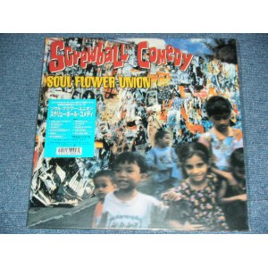 画像: ソウル・フラワー・ウニオン SOUL FLOWER UNION - スクリュー・ボール・コメディ SCREWBALL COMEDY  / 2001 JAPAN ORIGINAL Brand New LP